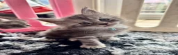 Maine Coon cats for sale: ACTIVE tica Maine coon kittens - Advert 5