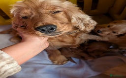 Cockapoo dogs for sale: Red show type cockapoo puppies DNA clear - Image 7