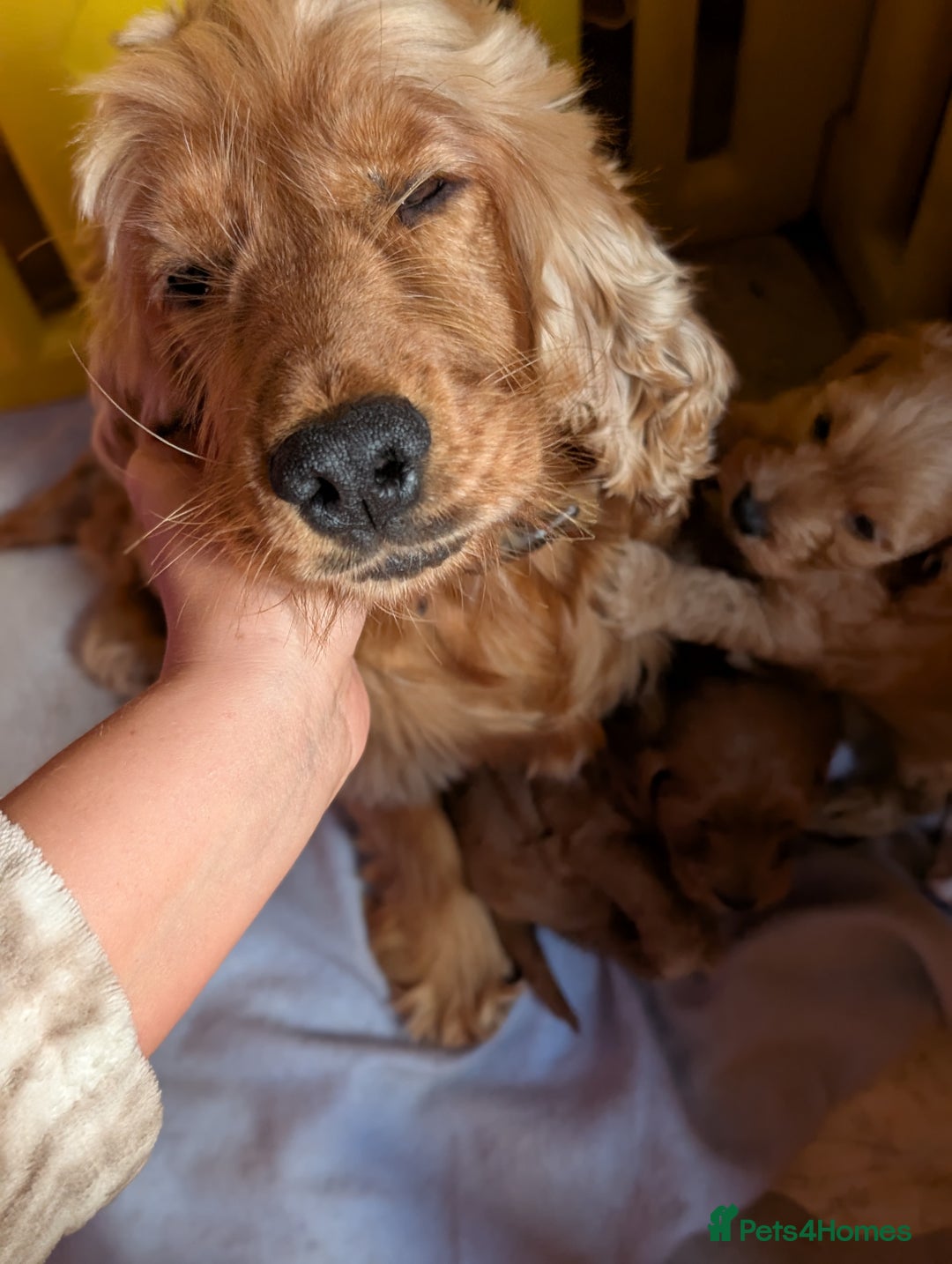 Cockapoo dogs for sale: Red show type cockapoo puppies DNA clear - Image 7