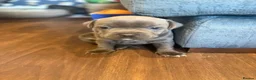 Staffordshire Bull Terrier dogs for sale: KC Registered Blue Staffordshire Bull terrier Pups - Advert 16