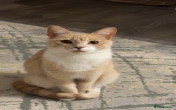 Mixed Breed cats for sale: Beautiful ginger cat  - Image 2
