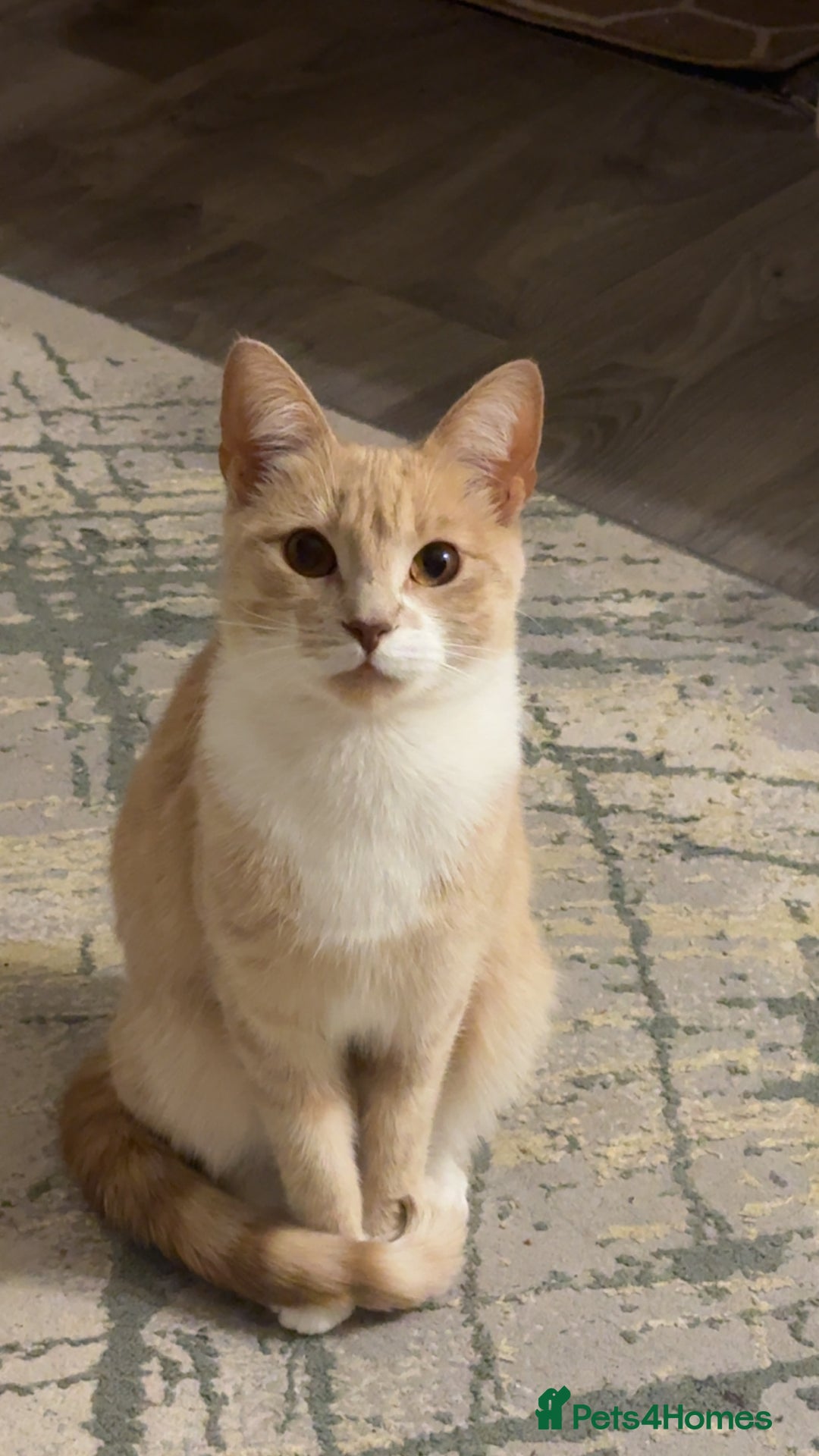 Mixed Breed cats for sale: Beautiful ginger cat  - Image 2
