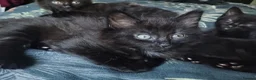Mixed Breed cats for sale: ❤️Beautiful ashy coloured kittens for sale❤️ in Craven Arms - Advert 9