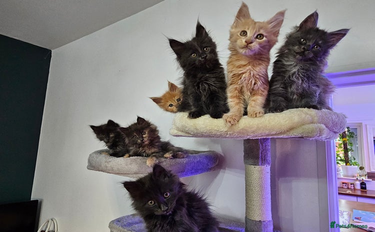 Maine Coon cats - Advert 1