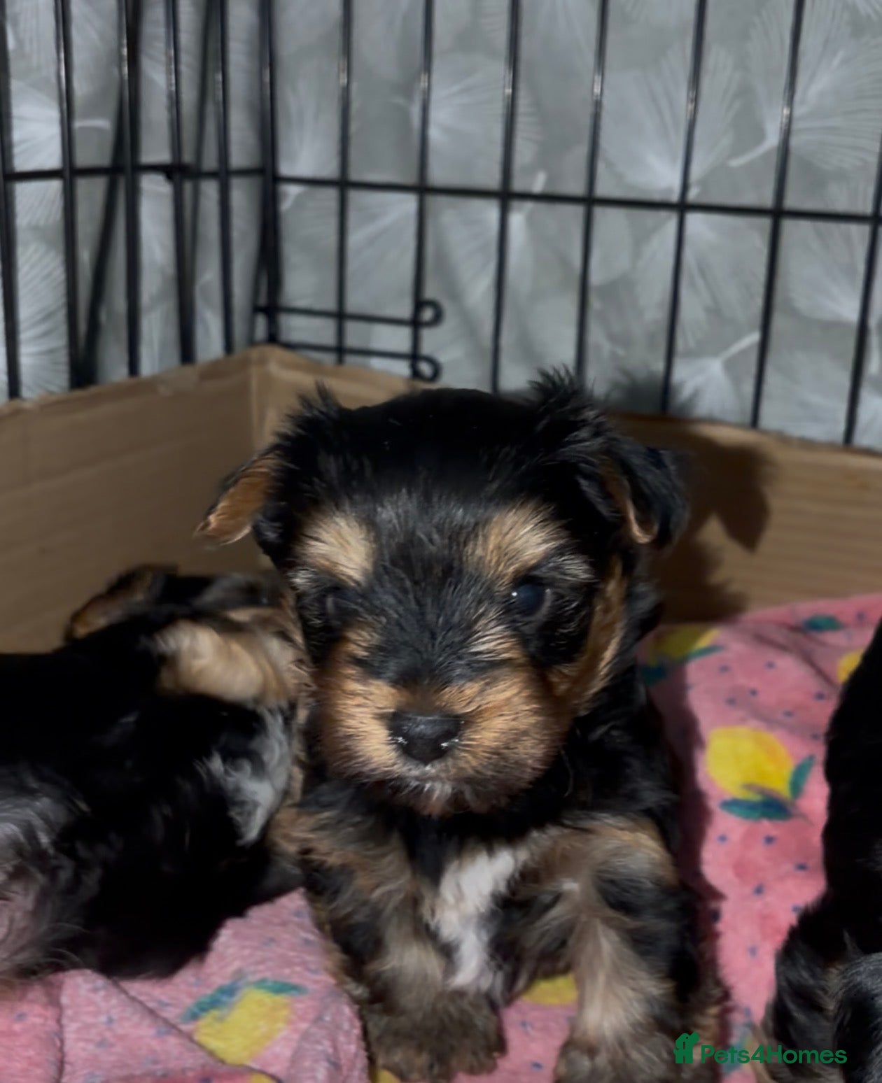 Yorkshire Terrier dogs Beautiful Standard Size Yorkshire Terrier Puppies - Advert 20