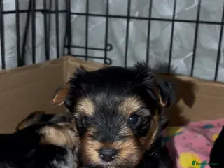 Yorkshire Terrier dogs Beautiful Standard Size Yorkshire Terrier Puppies - Advert 20