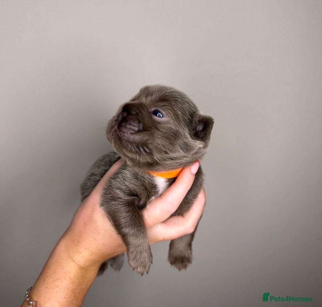 French Bulldog dogs for sale: French bulldog  - Advert 18