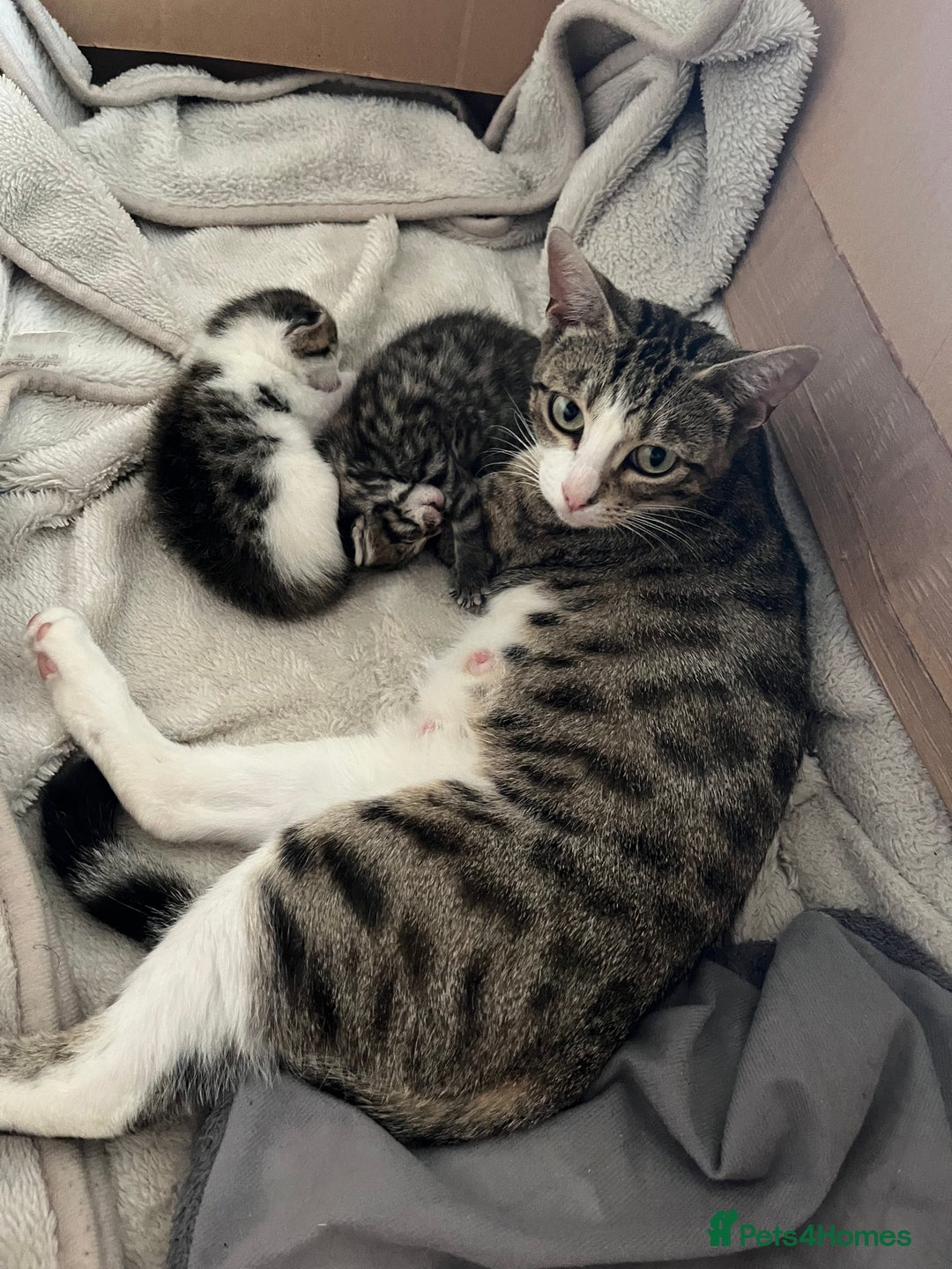Mixed Breed cats for sale: 2 Male Kittens looking for a home together - Image 5