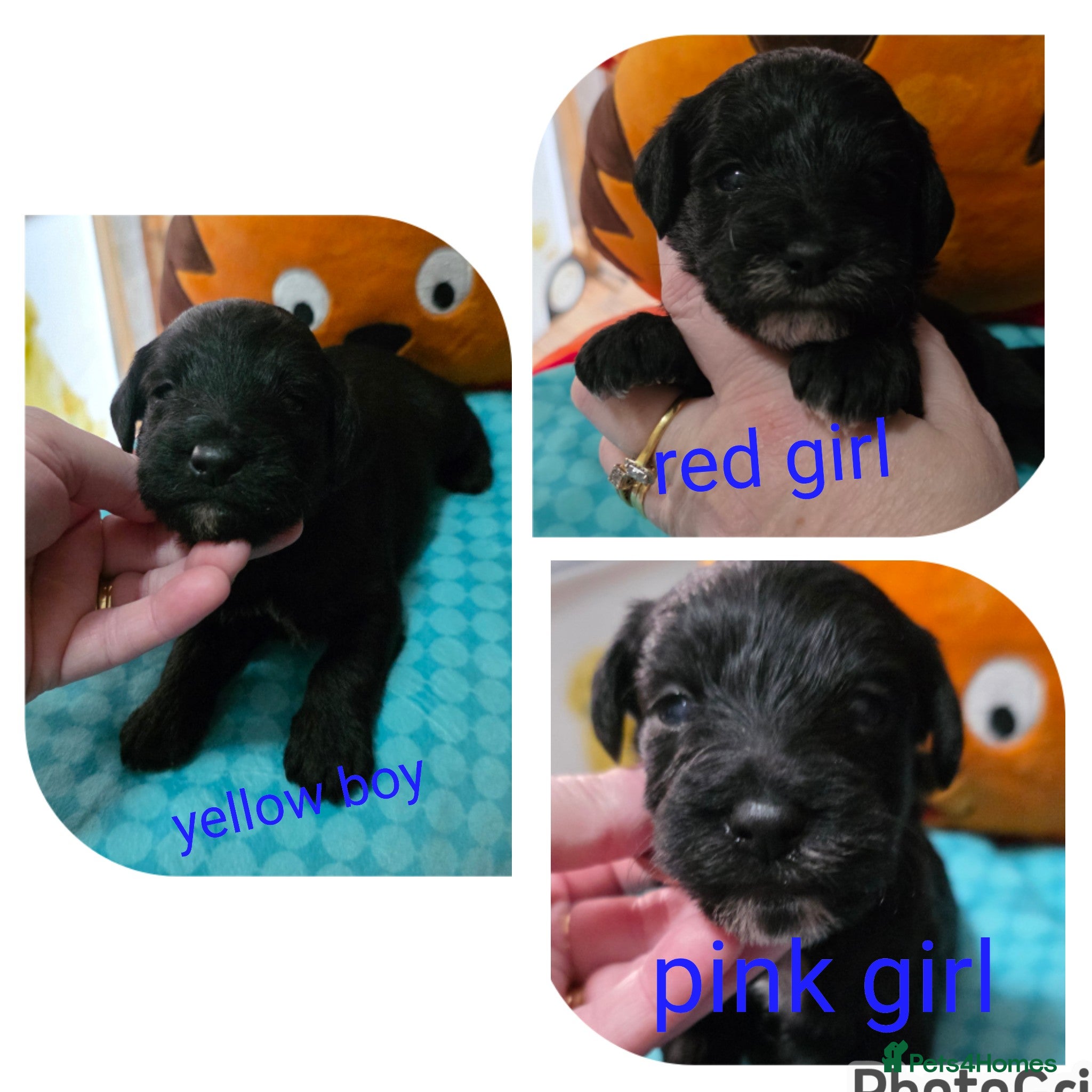 Schnoodle dogs Beautiful Schnoodle Puppies - Advert 2