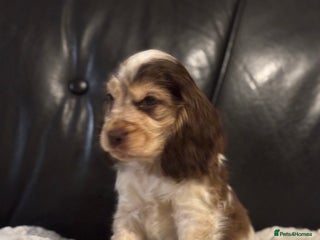 Cocker Spaniel dogs Outstanding of top quality show type puppies 🌈🐶 - Advert 5