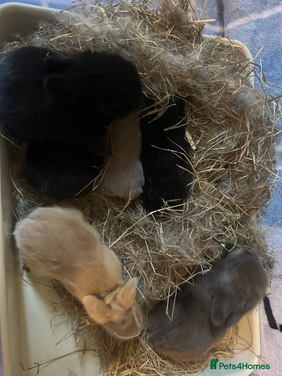 Mini Lion Lop rabbits for sale: Gorgeous lion lop babies  - Image 20