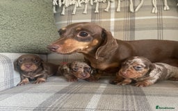 Miniature Dachshund dogs for sale: Stunning small Miniature Daschund’s - Image 1