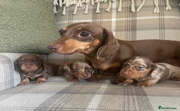 Miniature Dachshund dogs - Advert 9