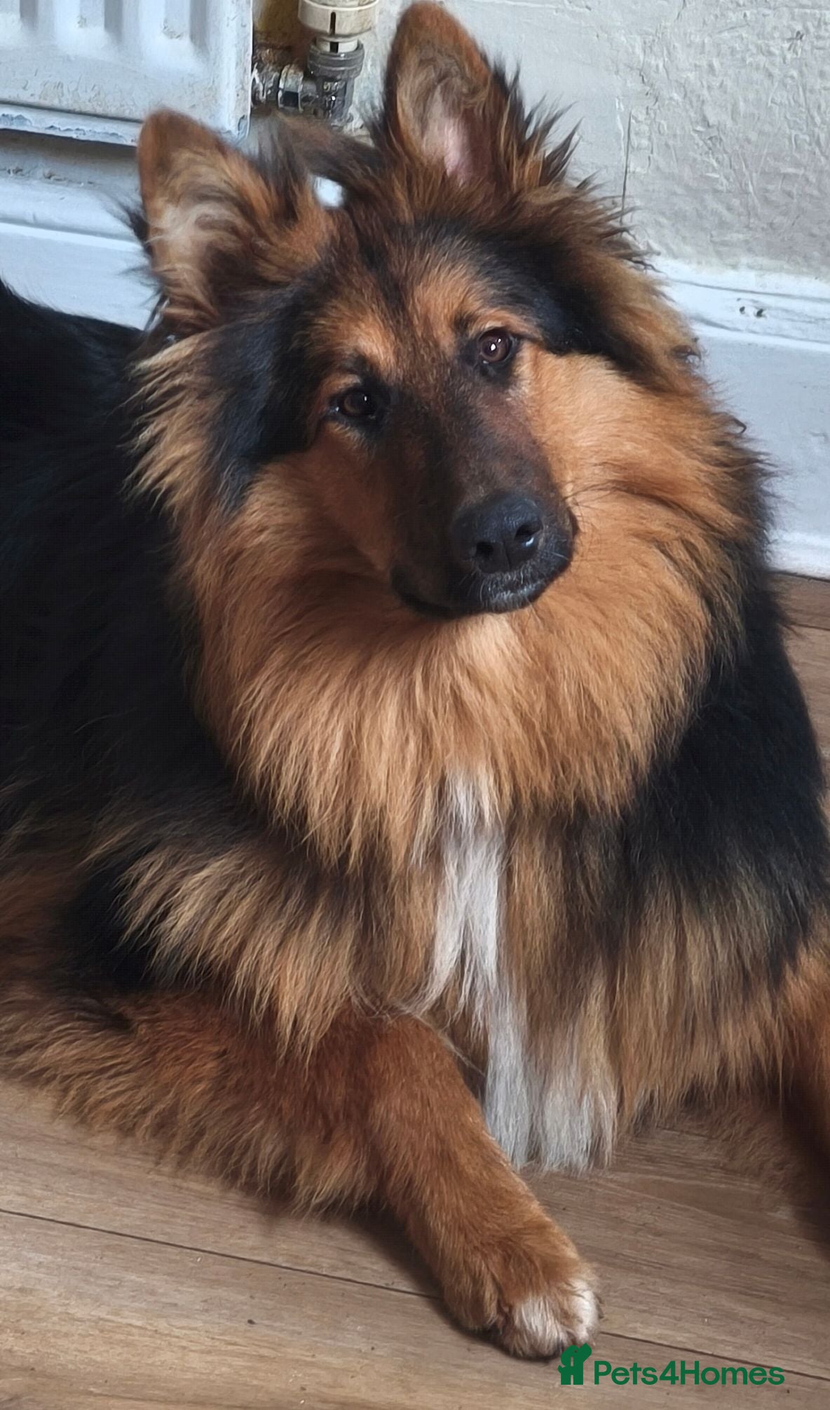 Mixed Breed dogs Beautiful male rough collie GSD cross - Advert 1