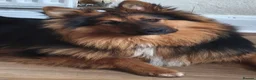 Mixed Breed dogs for sale: Beautiful male rough collie GSD cross - Advert 1