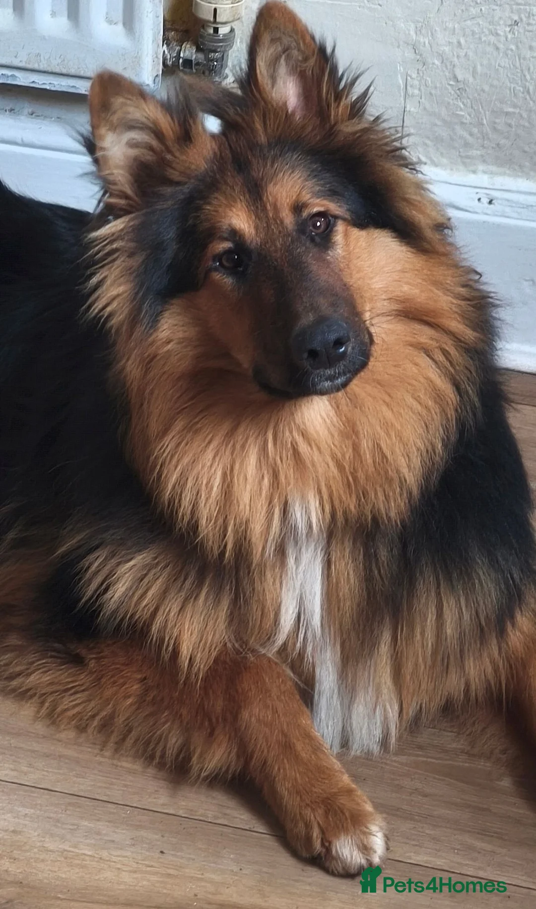 Mixed Breed dogs for sale: Beautiful male rough collie GSD cross - Advert 1