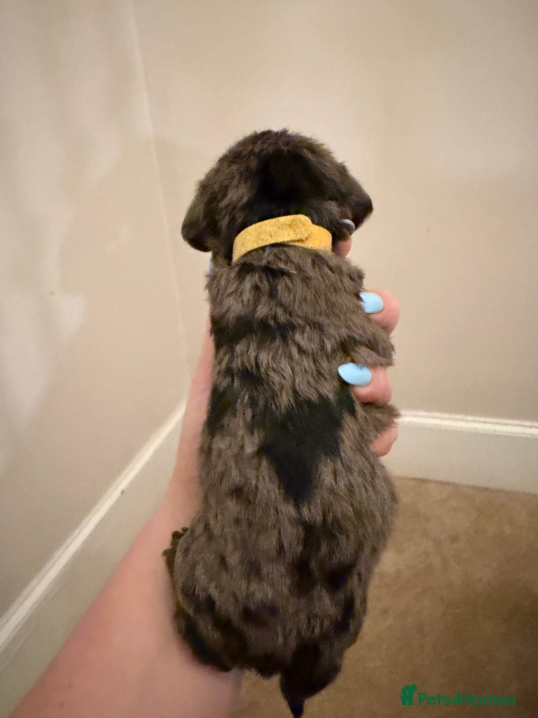 Mixed Breed dogs for sale: Miniature Doxiepoos  - Advert 3