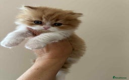 British Shorthair cats for sale: British Shorthair Pedigree Kittens - Image 10