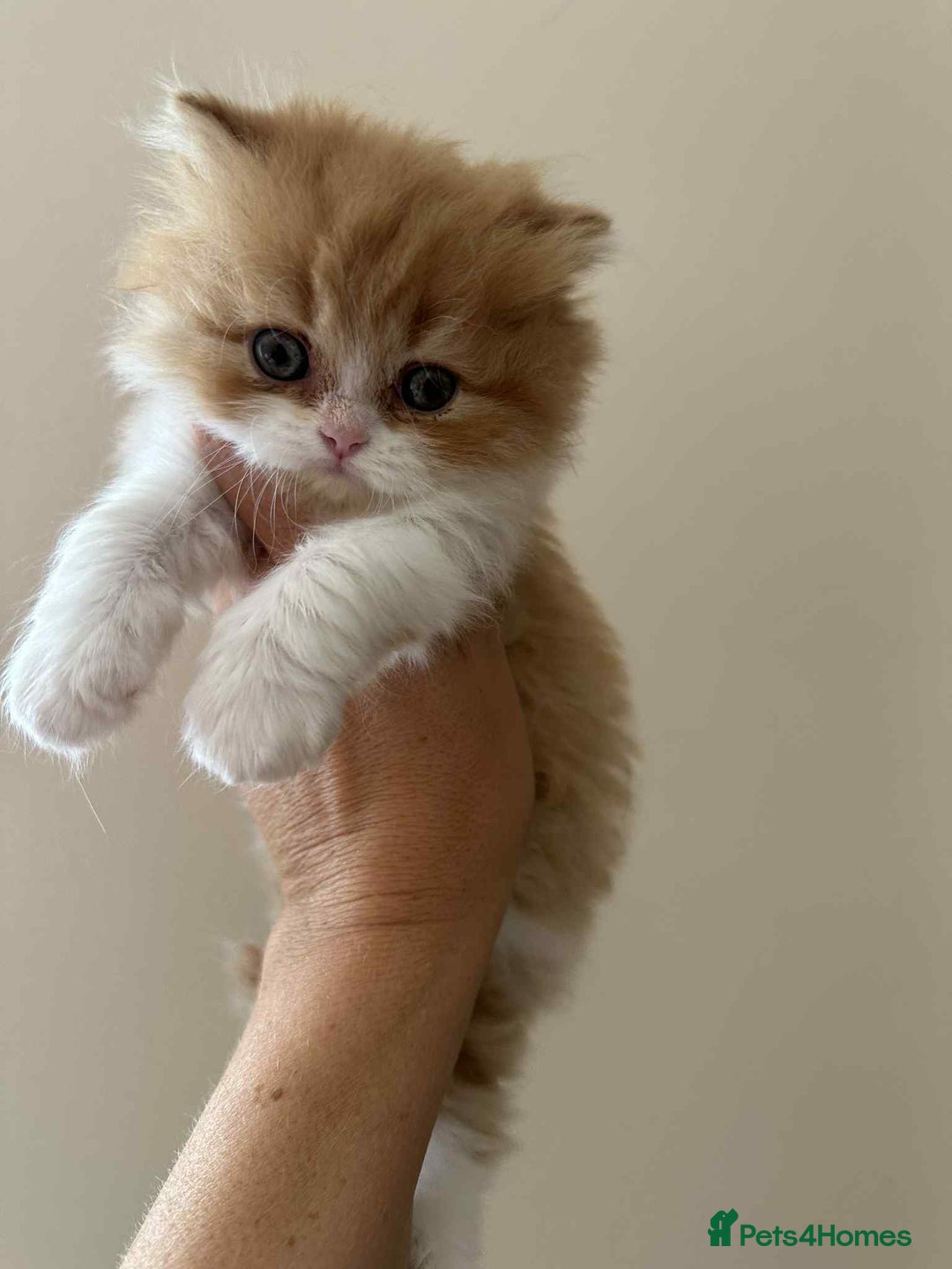 British Shorthair cats for sale: British Shorthair Pedigree Kittens - Image 10