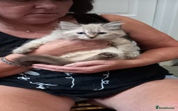 Mixed Breed cats for sale: Siberianx ragdoll - Image 3