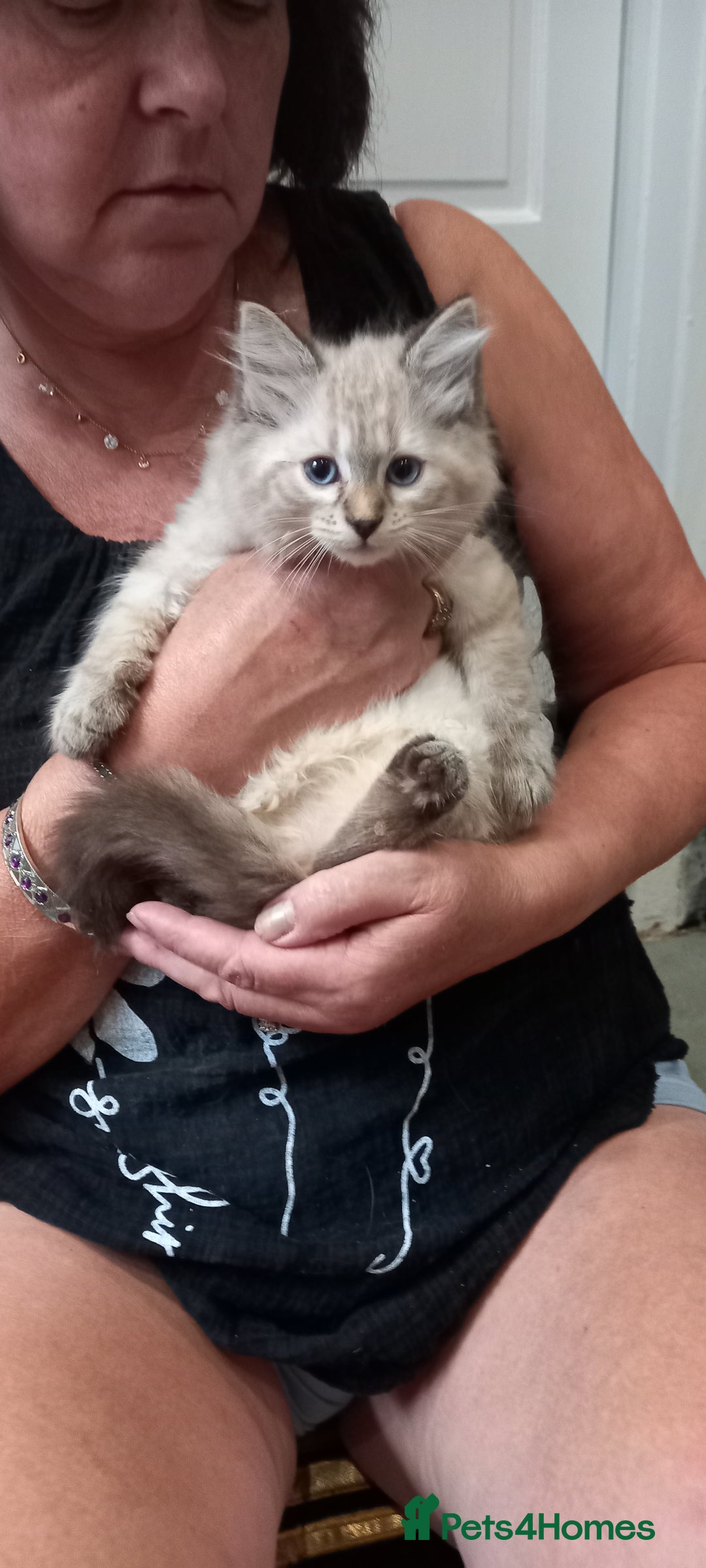 Mixed Breed cats for sale: Siberianx ragdoll - Image 3