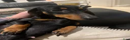 Miniature Dachshund dogs for sale: Champion line miniature dachshunds KC REG PRACLEAR - Advert 14