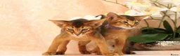 Abyssinian cats for sale: LAST 2 BOYS 💙😻Abyssinian kittens  - Advert 2