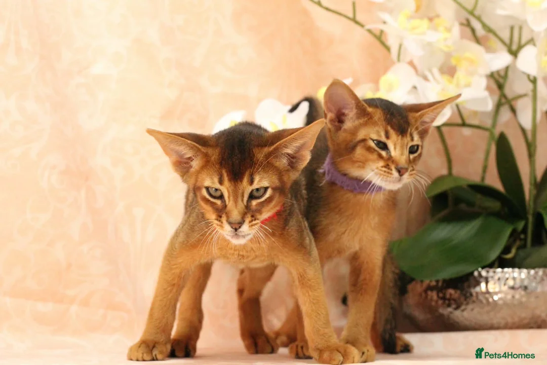 Abyssinian cats for sale: LAST 2 BOYS 💙😻Abyssinian kittens  - Advert 2