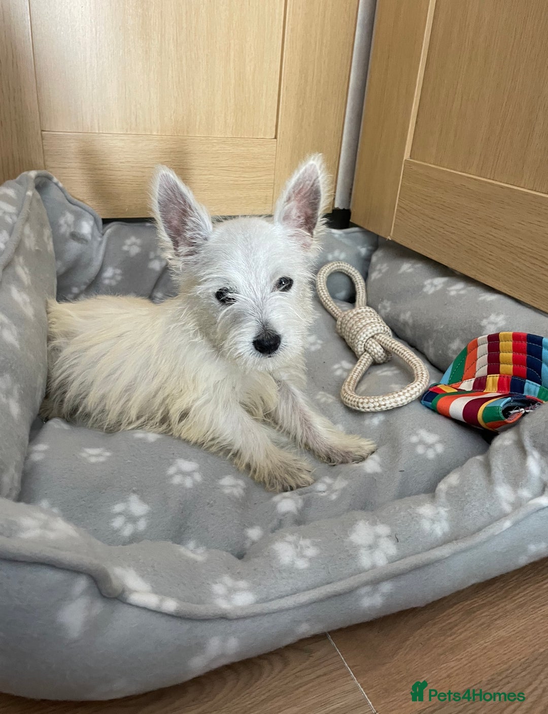 West Highland Terrier dogs for sale: Beautiful west highland terriers puppys - Image 16