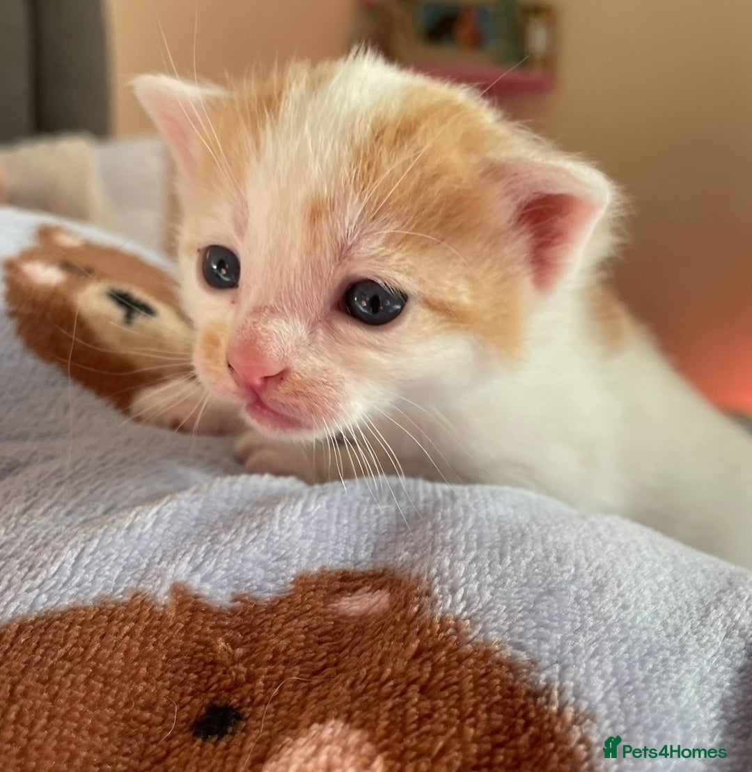 Mixed Breed cats for sale: 5 Beautiful & Friendly kittens for sale  - Advert 13