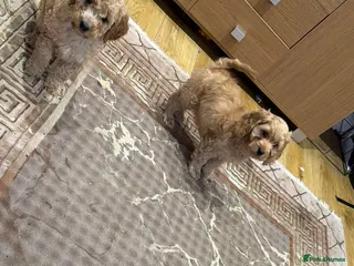 Cavapoo dogs Cavapoo (ready to leave) - Advert 18