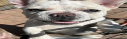 French Bulldog dogs for sale: Panda Husky French Bulldog carrying pink & fluffy  in Ongar - Advert 3
