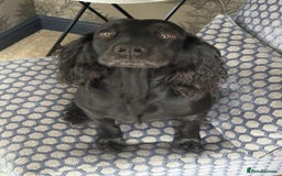 Cocker Spaniel dogs for sale: Beautiful Cocker Spaniel Pups For Sale - Image 7