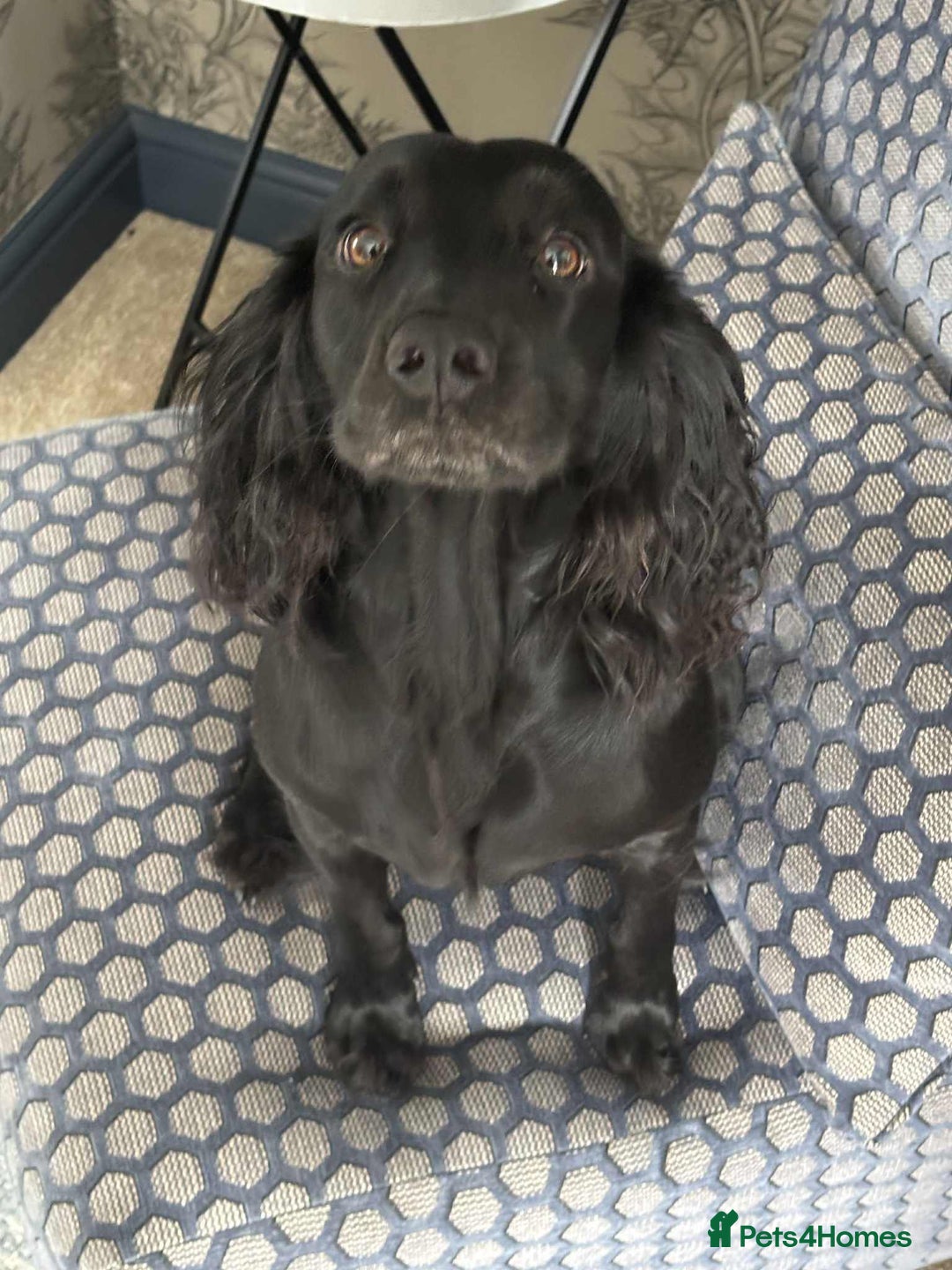 Cocker Spaniel dogs for sale: Beautiful Cocker Spaniel Pups For Sale - Image 7