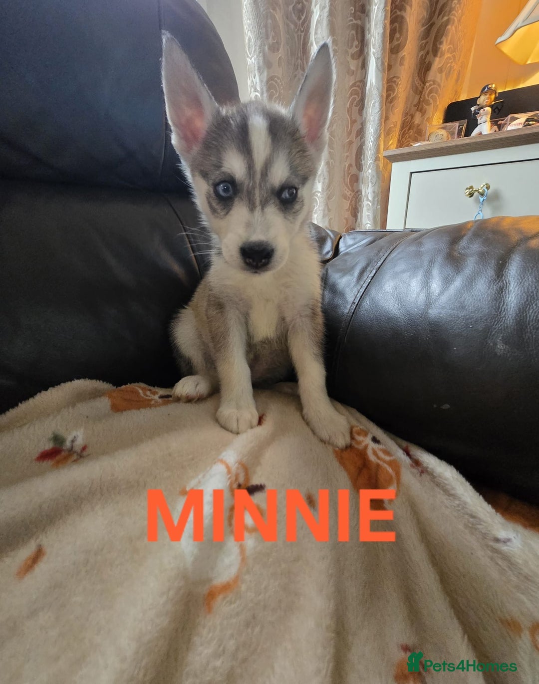 Siberian Husky dogs for sale: BEAUTIFUL SIBERIAN HUSKY PUPPIES WOLF GREY - Image 1