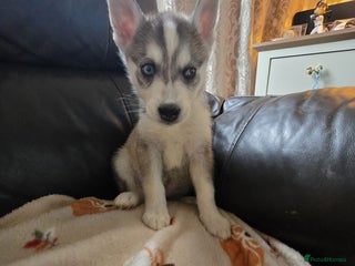 Siberian Husky dogs - Advert 1