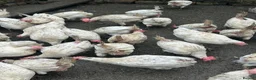 Chickens poultry for sale: White stars  - Advert 4