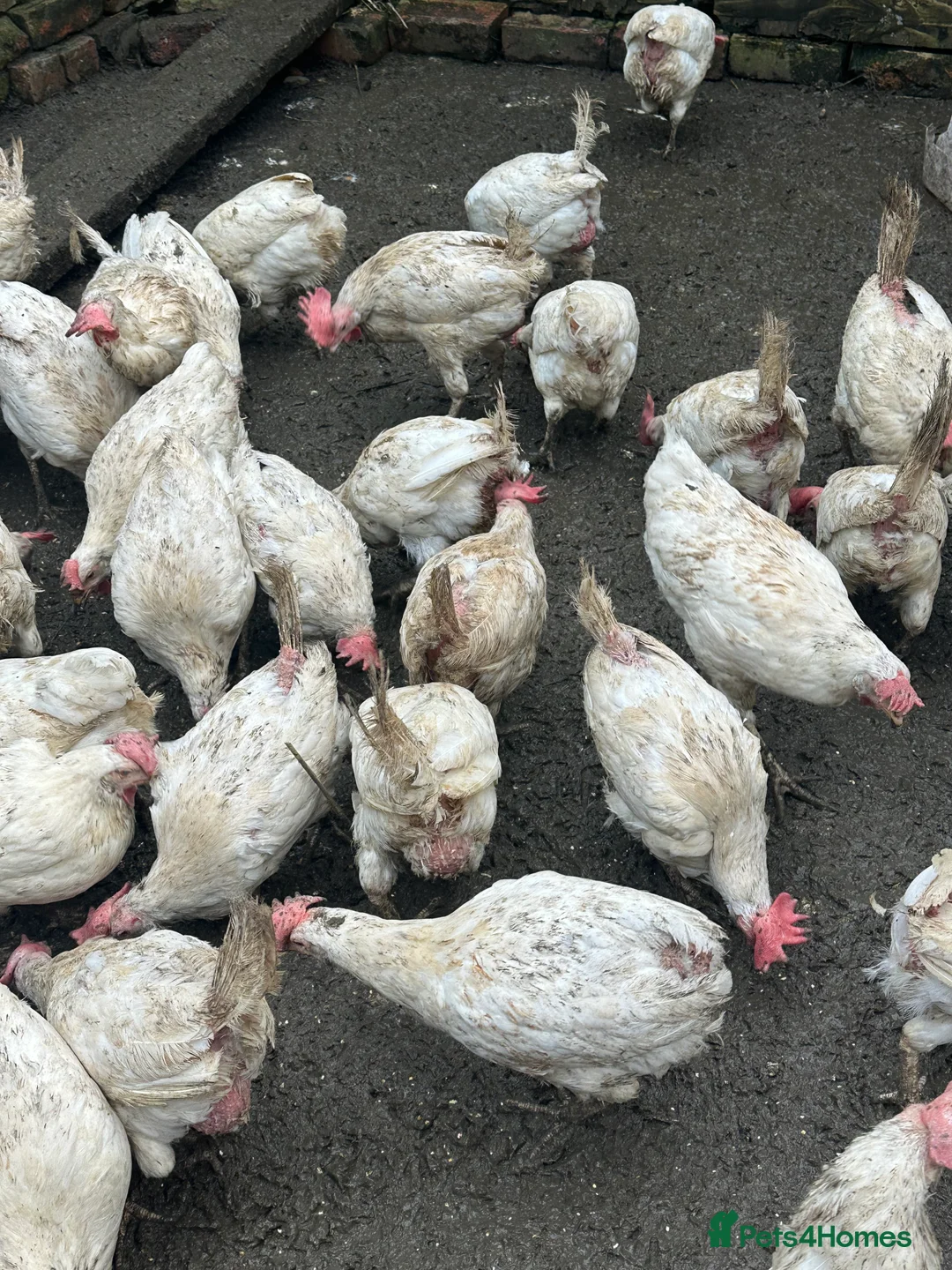 Chickens poultry for sale: White stars  - Advert 4