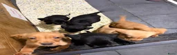 Labrador Retriever dogs for sale: Full Labrador Puppies   - Advert 12