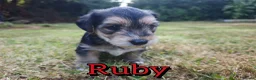 Mixed Breed dogs for sale: Loving Parsons Russell Cross Puppies  - Advert 22