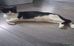 Mixed Breed cats for sale: Beautiful Little Girl Ready Now - Advert 5