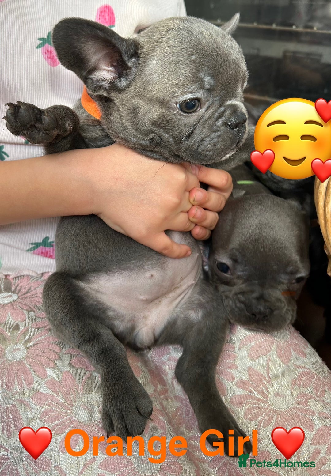 French Bulldog dogs for sale: Solid Blue French Bulldog  - Image 17