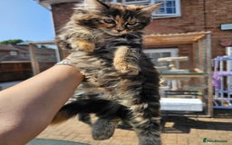 Maine Coon cats for sale: Maine coon × Siberian - Image 5