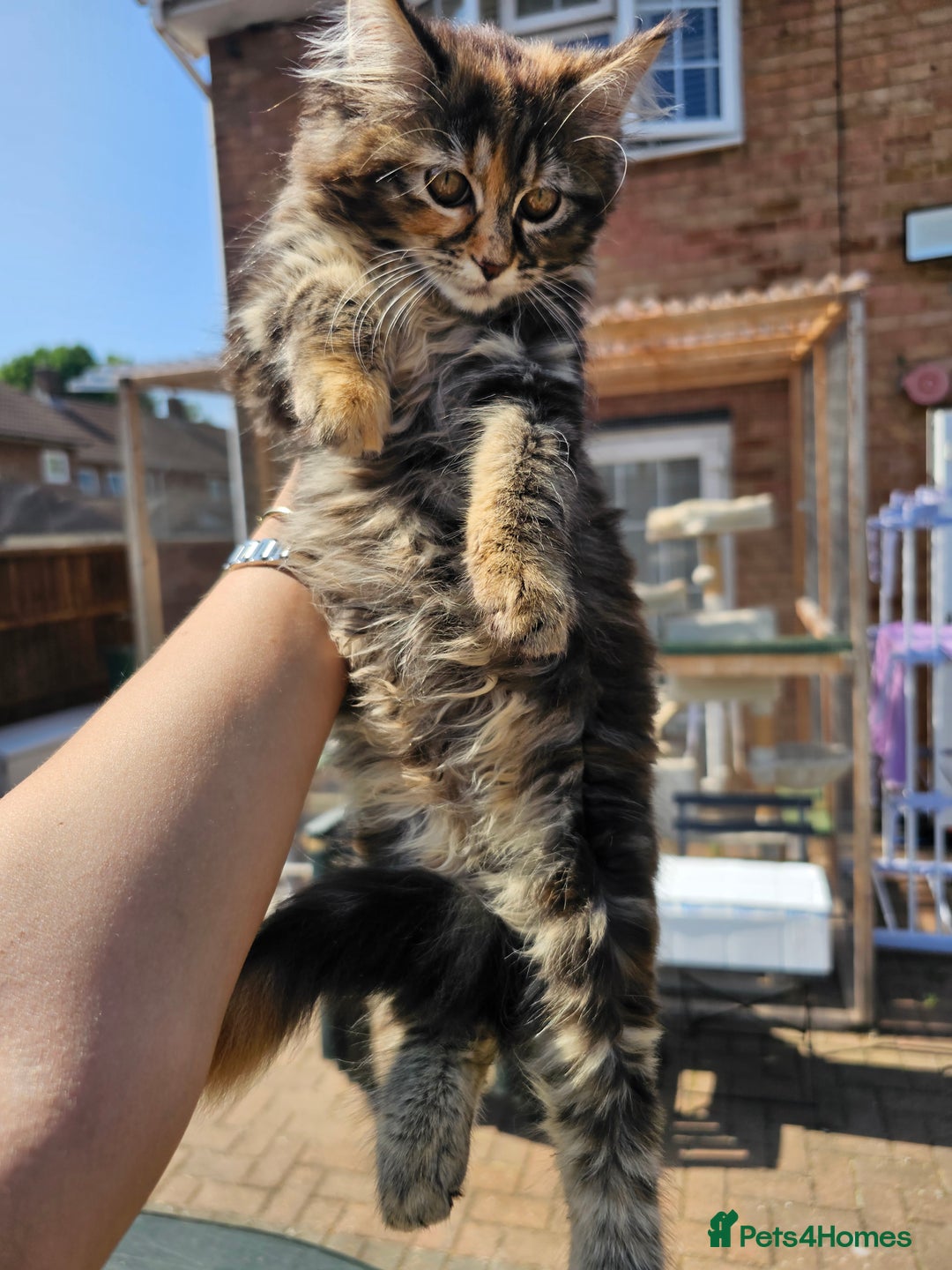 Maine Coon cats for sale: Maine coon × Siberian - Image 5