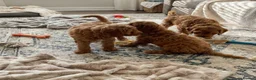 Cockapoo dogs for sale: Cockapoo puppies  in Glasgow - Advert 6