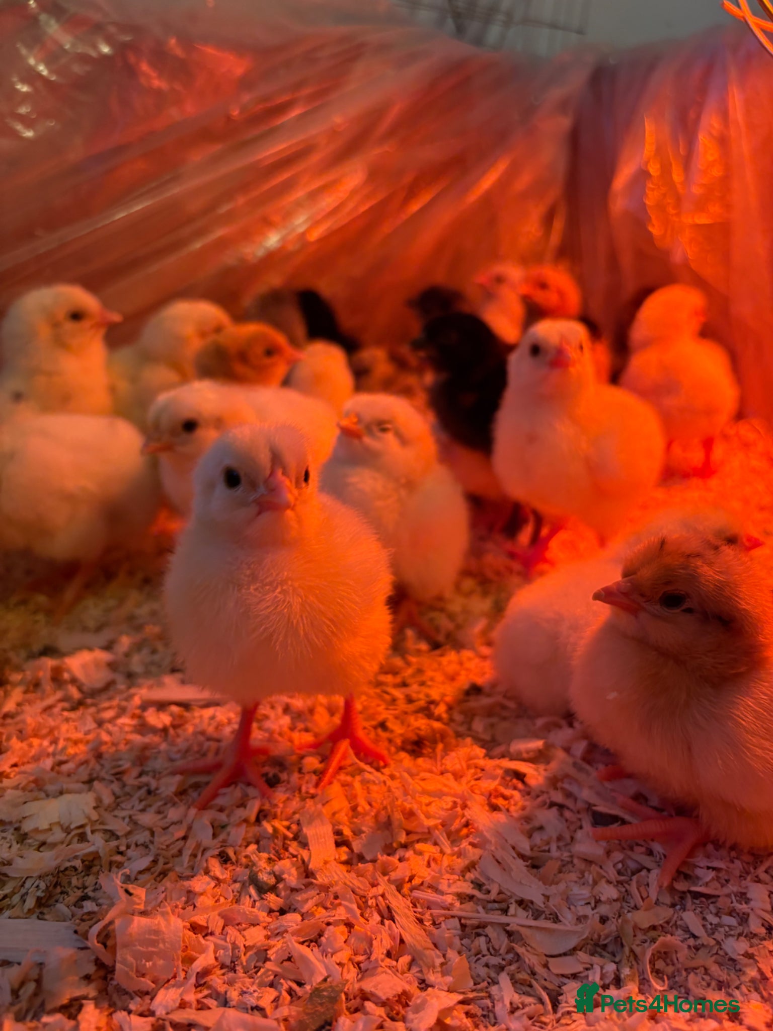 Mixed Breed poultry 40x 1 Day old Chicks - Advert 3