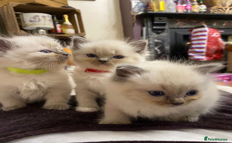 Ragdoll cats - Advert 9