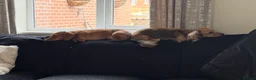 Miniature Dachshund dogs for sale: 3 year old male Miniature Dachshund - Advert 5