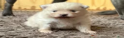 Pomeranian dogs for sale: Stunning White Female Pomeranian Puppy Available - Advert 12