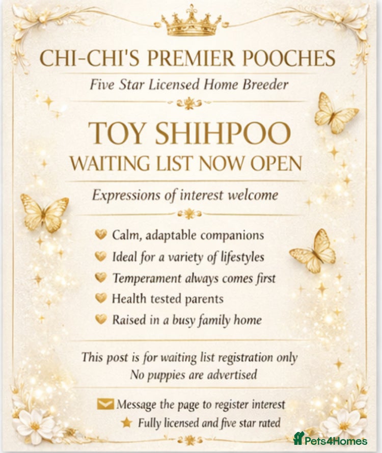 Shihpoo dogs Our 2026 Toy shihpoo WAITING LIST is now open - Advert 5